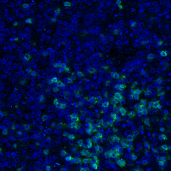 Goat CD4 Antibody