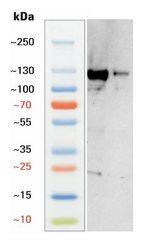 Goat CD31 Antibody