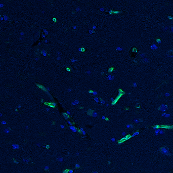 Goat CD31 Antibody