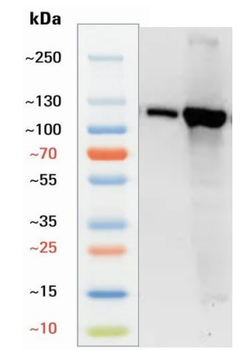 Goat CD34 Antibody