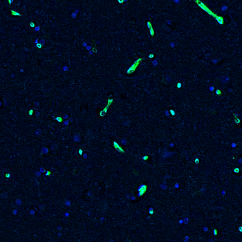 Goat CD34 Antibody