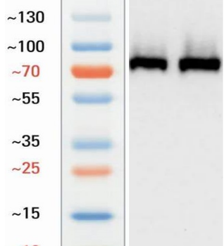 Goat CD86 Antibody
