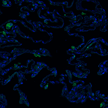 Goat CD86 Antibody