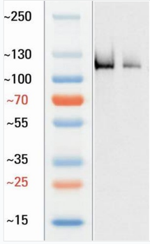 Goat CD68 Antibody
