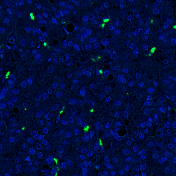 Goat CD68 Antibody