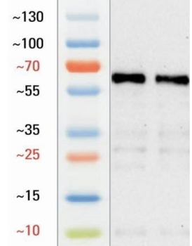 Goat Sox10 Antibody