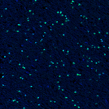 Goat Sox10 Antibody