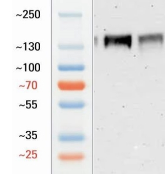 Goat N cadherin Antibody