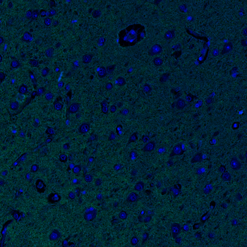 Goat N cadherin Antibody