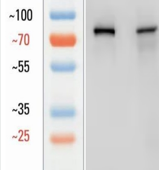 Goat CD44 Antibody