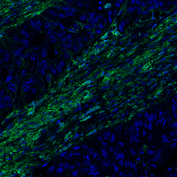 Goat CD44 Antibody