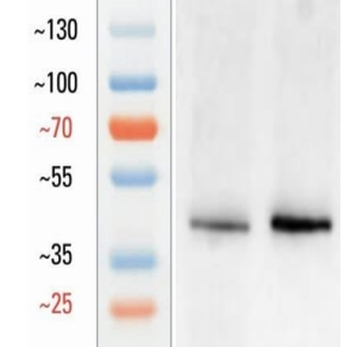 Goat OCT4 Antibody