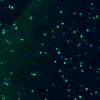 Goat OCT4 Antibody