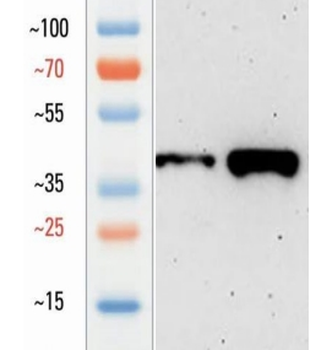 Goat EpCAM Antibody