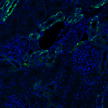 Goat EpCAM Antibody