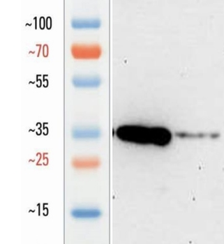 Goat SOX2 Antibody
