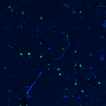 Goat SOX2 Antibody