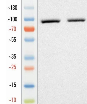 Goat FAP Antibody