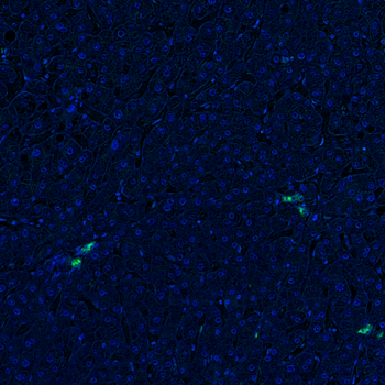 Goat FAP Antibody