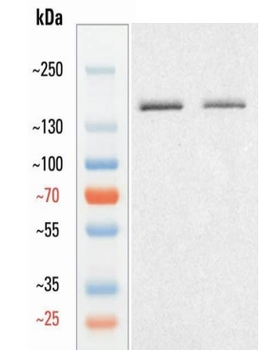 Goat CD11b Antibody