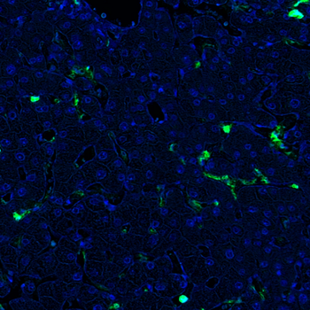 Goat CD11b Antibody