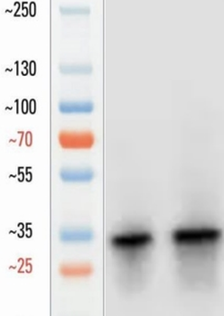 Goat OLIG2 Antibody