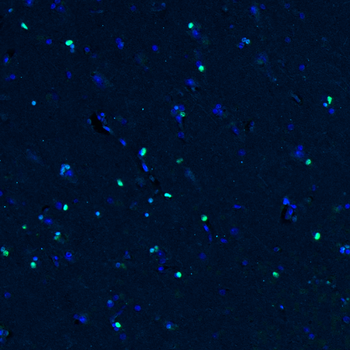 Goat OLIG2 Antibody