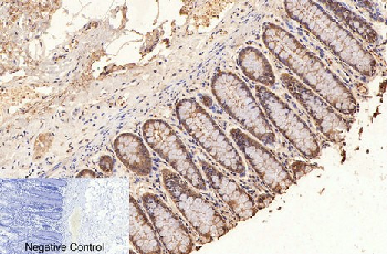 Anti-GAPDH Mouse Monoclonal Antibody (2B5)