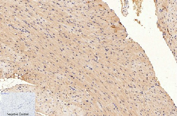 Anti-GAPDH Mouse Monoclonal Antibody (2B5)