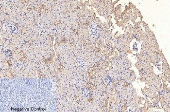 Anti-GAPDH Mouse Monoclonal Antibody (2B5)