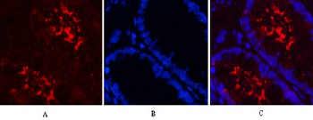 Anti-GAPDH Mouse Monoclonal Antibody (2B5)