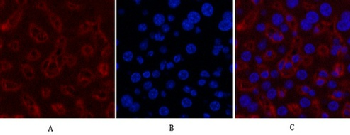 Anti-GAPDH Mouse Monoclonal Antibody (2B5)