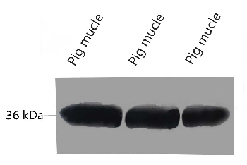 Anti-GAPDH Mouse Monoclonal Antibody (2B5)