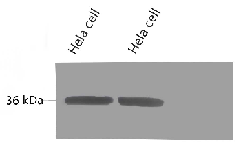 Anti-GAPDH Mouse Monoclonal Antibody (2B5)