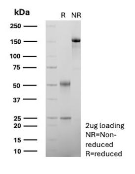 CD276 Antibody