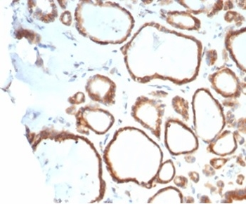HSP90AB1 Antibody