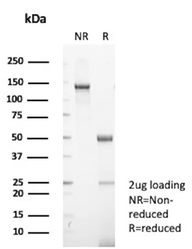 GLG1 (Golgi Glycoprotein 1) (Marker for Human Cells) Antibody