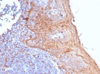 STING1 / TMEM173 Antibody