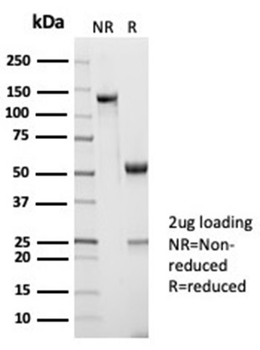 Recombinant CD45RA / LCA (B-Cell Marker) Antibody