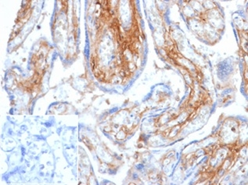 DCN Antibody