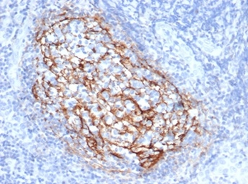 CD35 / CR1 (Follicular Dendritic Cell Marker) Antibody