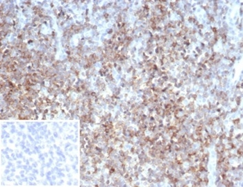 CD2 Antibody