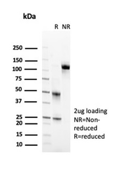 CD2 / Lymphocyte Function Antigen 2 (LFA-2) Antibody