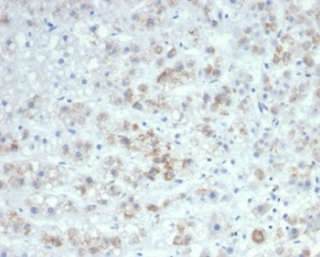 IL-6 (Interleukin-6) / Interferon beta-2 (Hybridoma Growth Factor) Antibody