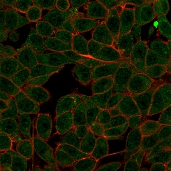 MED7 Antibody