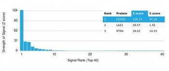 FOXQ1 Antibody