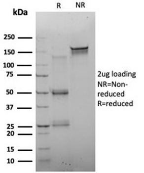 FOXQ1 Antibody