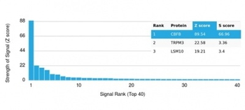 CBFB / PEBP2β Antibody