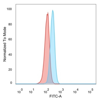 CBFB / PEBP2β Antibody