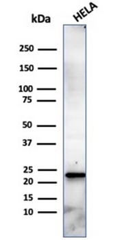 CBFB / PEBP2β Antibody